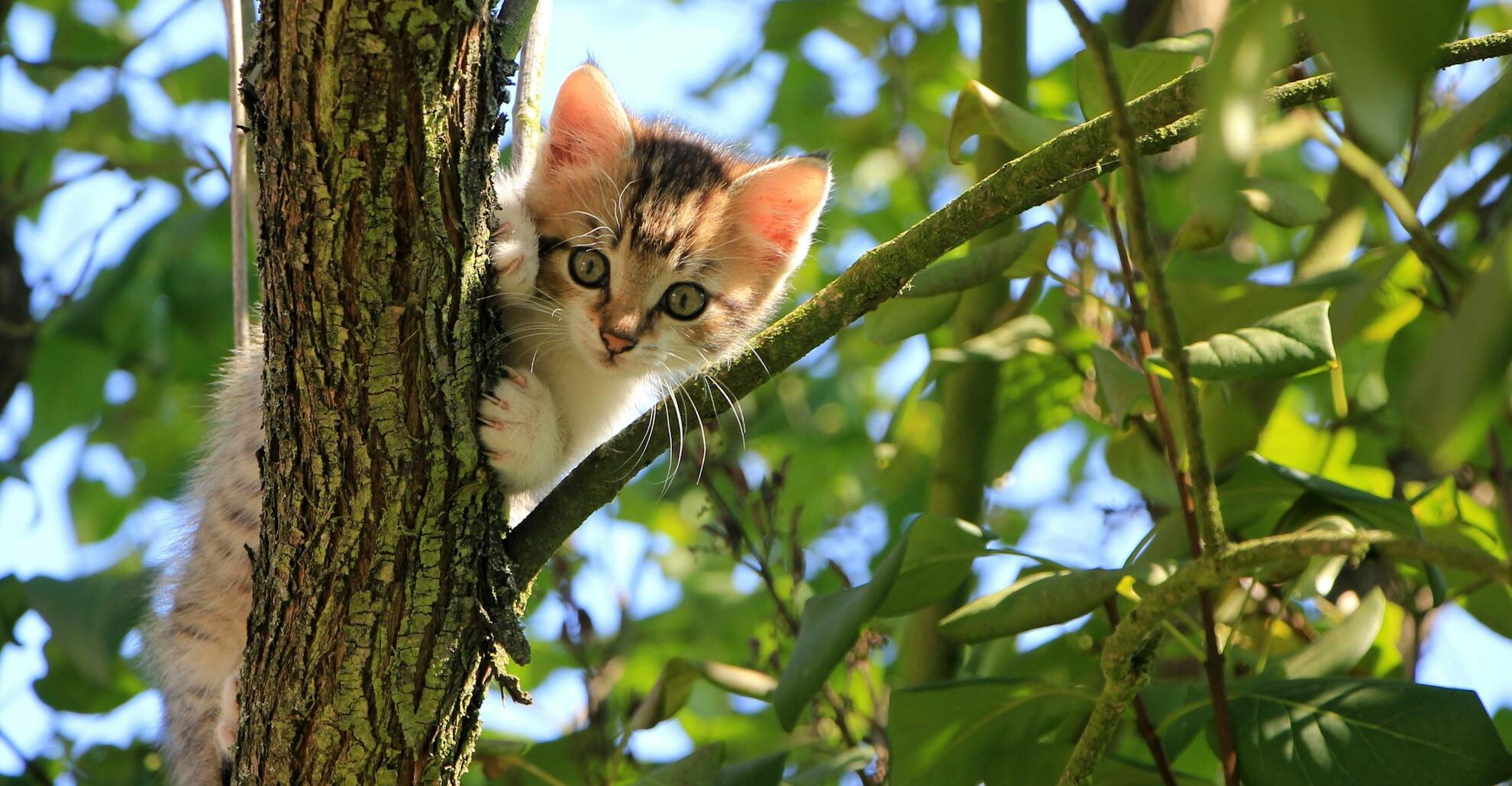Sciamanesimo in Italia si o no?